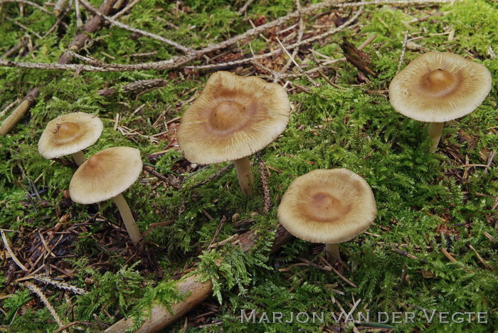 Gele knolvezelkop - Inocybe mixtilis