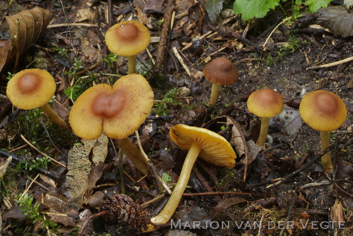 Geelschubbige vezelkop - Inocybe muricellata