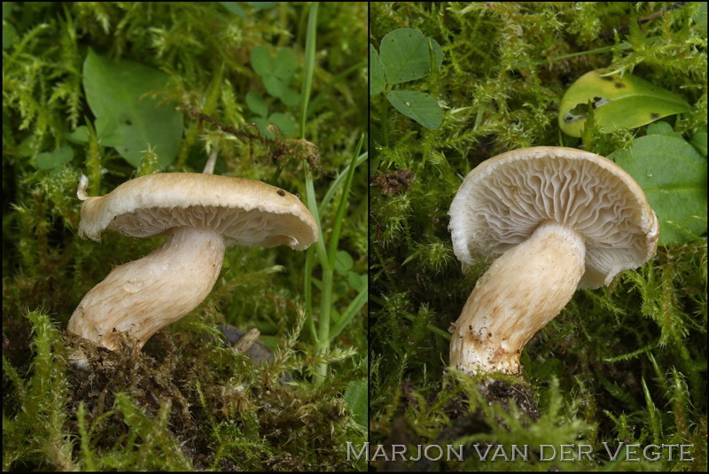 Mosselgeurvezelkop - Inocybe mytiliodora S.L.