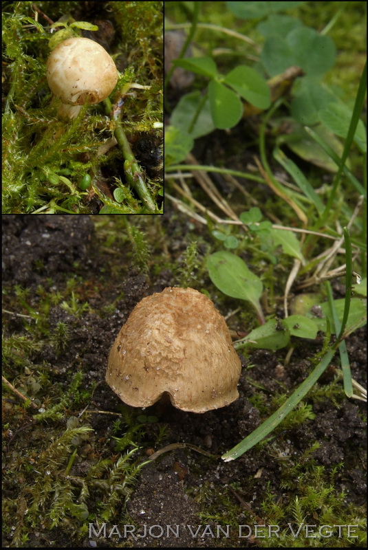 Mosselgeurvezelkop - Inocybe mytiliodora S.L.