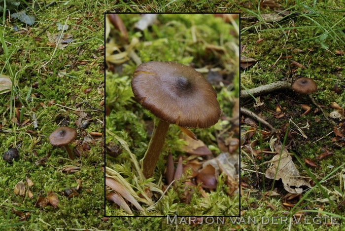 Bruine knolvezelkop - Inocybe napipes