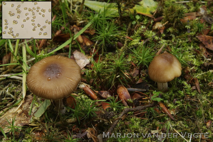 Bruine knolvezelkop - Inocybe napipes