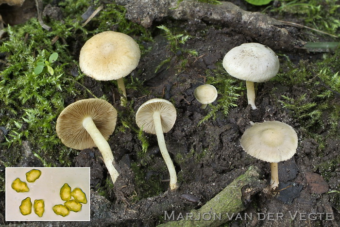 Valse satijnvezelkop - Inocybe paludinella