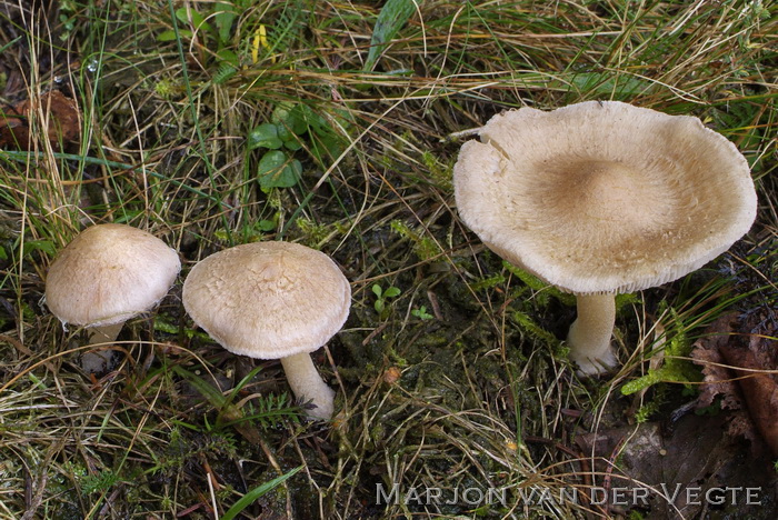 Blonde vezelkop - Inocybe sindonia