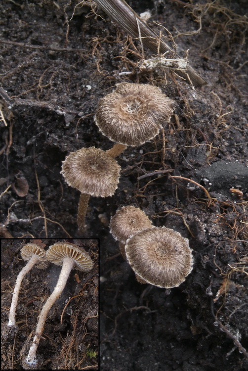 Dwergvezelkop - Inocybe squarrosa