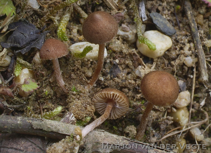 Roodbruine zandvezelkop - Inocybe subporospora