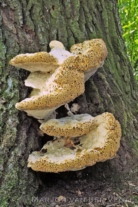 Eikenweerschijnzwam - Pseudoinonotus dryadeus