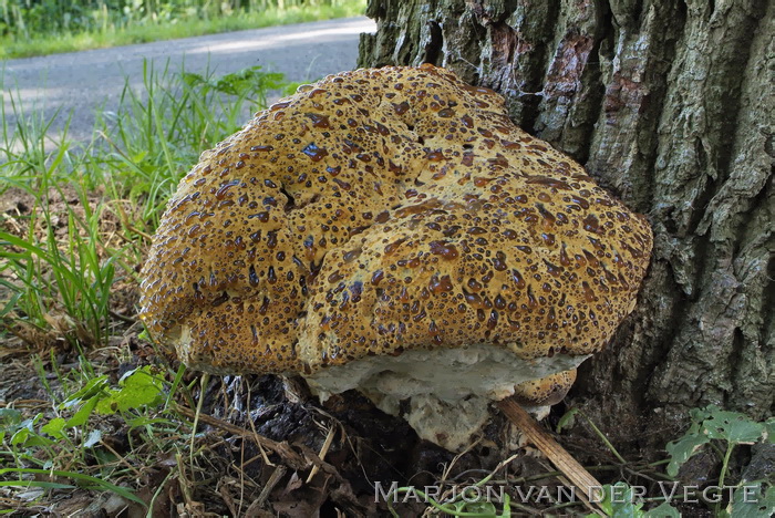 Eikenweerschijnzwam - Pseudoinonotus dryadeus