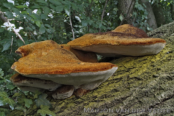 Ruige weerschijnzwam - Inonotus hispidus