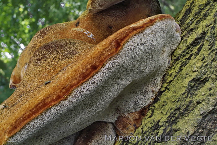 Ruige weerschijnzwam - Inonotus hispidus