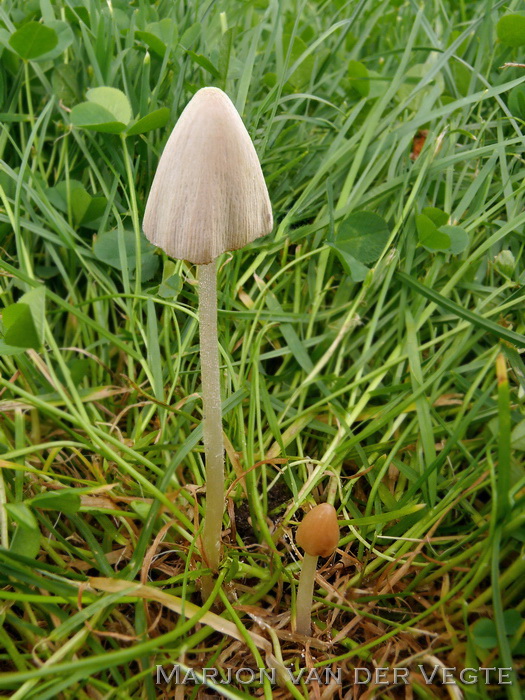 Vaal breeksteeltje - Conocybe siliginea f. siliginea