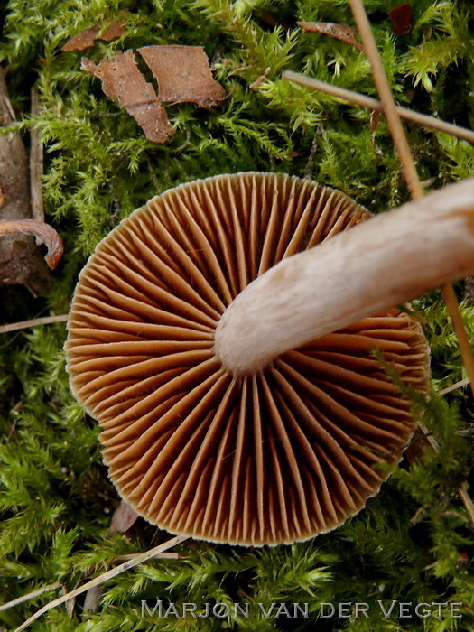 Donkere Jodoformgordijnzwam - Cortinarius obtusorum