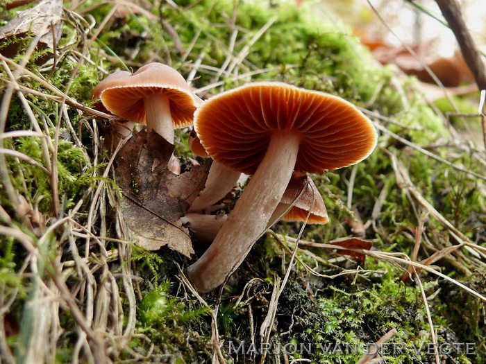Donkere Jodoformgordijnzwam - Cortinarius obtusorum