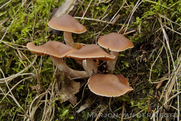 Donkere Jodoformgordijnzwam - Cortinarius obtusorum