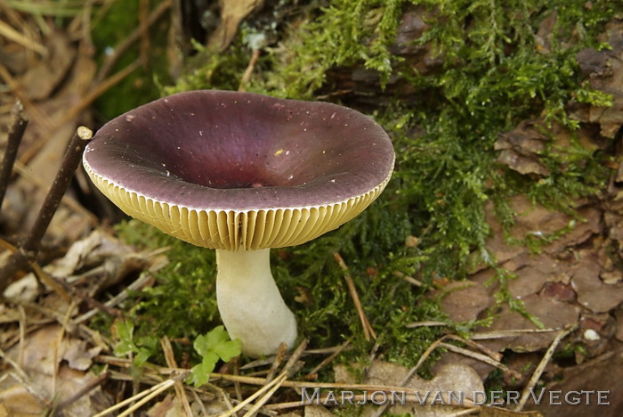 Jodoformrussula - Russula turci