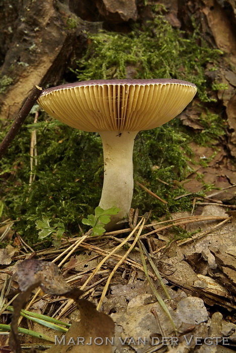 Jodoformrussula - Russula turci