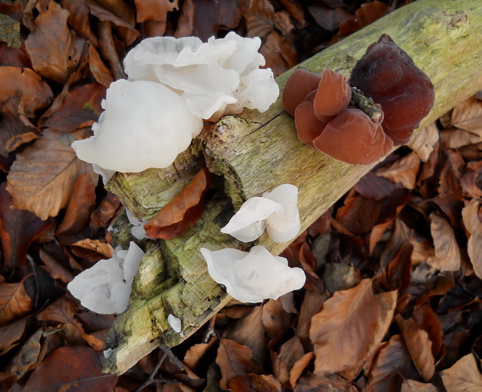 Judasoor - Auricularia auricula-judea var. lactea