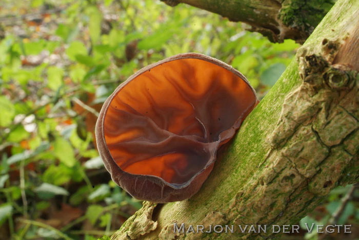 Judasoor - Auricularia auricula-judea