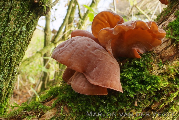 Judasoor - Auricularia auricula-judea