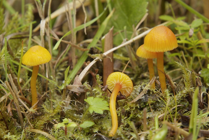 Kabouterwasplaat - Hygrocybe insipida