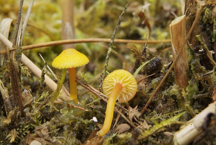 Kabouterwasplaat - Hygrocybe insipida