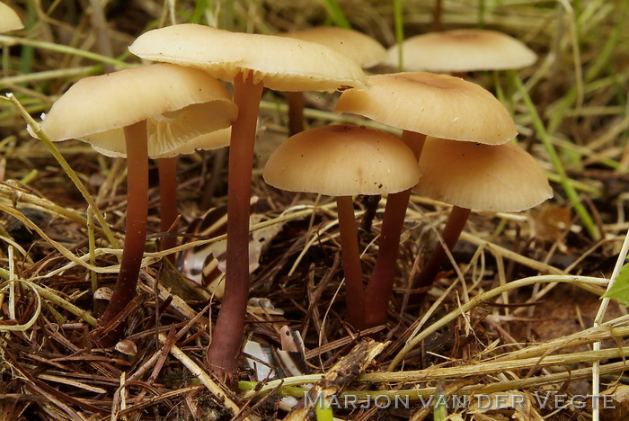 Kale roodsteelcollybia - Gymnopus erythropus