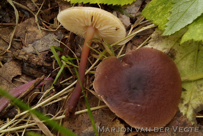 Kale roodsteelcollybia - Gymnopus erythropus