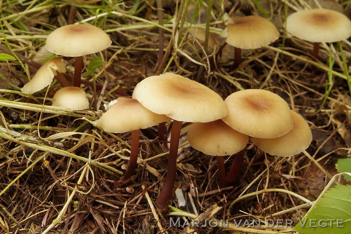 Kale roodsteelcollybia - Gymnopus erythropus