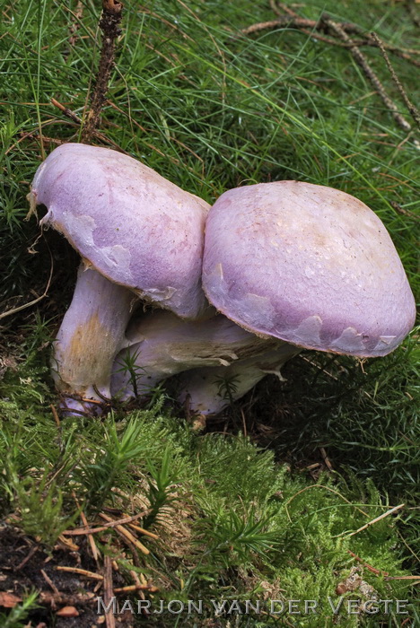 Kamfergordijnzwam - Cortinarius camphoratus