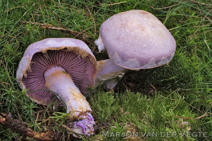 Kamfergordijnzwam - Cortinarius camphoratus