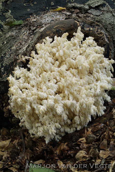 Kammetjesstekelzwam - Hericium coralloides