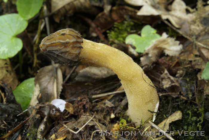 Kapjesmorielje - Morchella semilibera