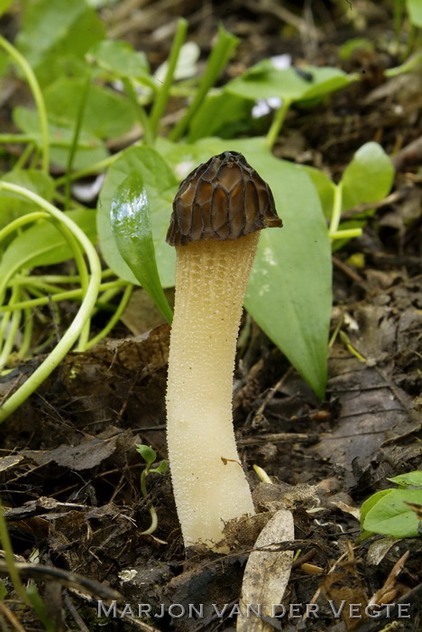 Kapjesmorielje - Morchella semilibera