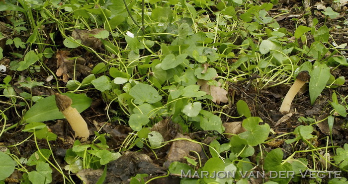 Kapjesmorielje - Morchella semilibera