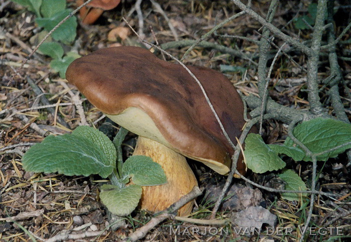 Kastanjeboleet - Imleria badia