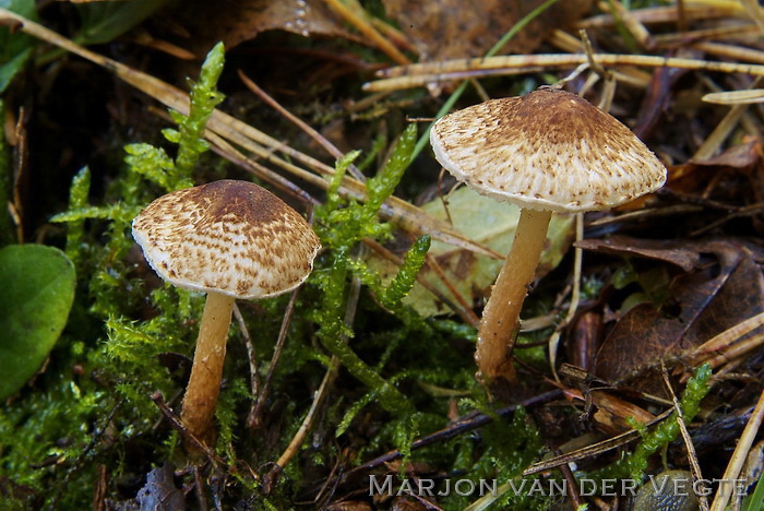 Kastanjeparasolzwam - Lepiota castanea