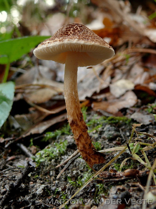 Kastanjeparasolzwam - Lepiota castanea