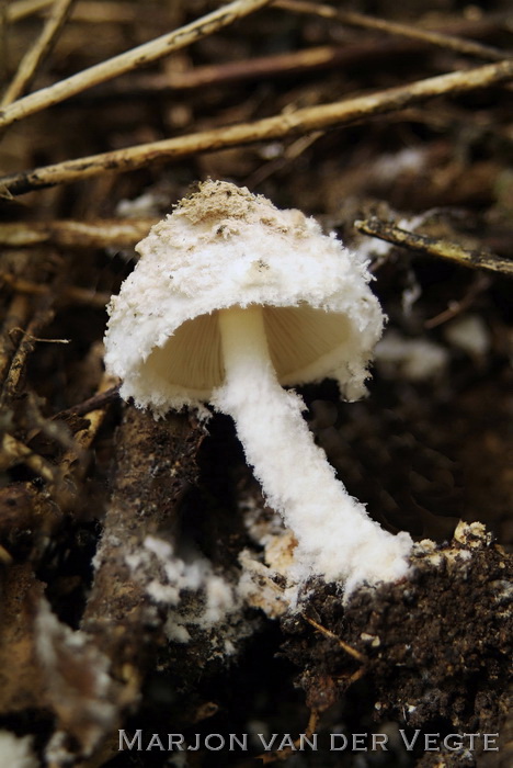 Kegelpoederparasol - Cystolepiota pulverulenta