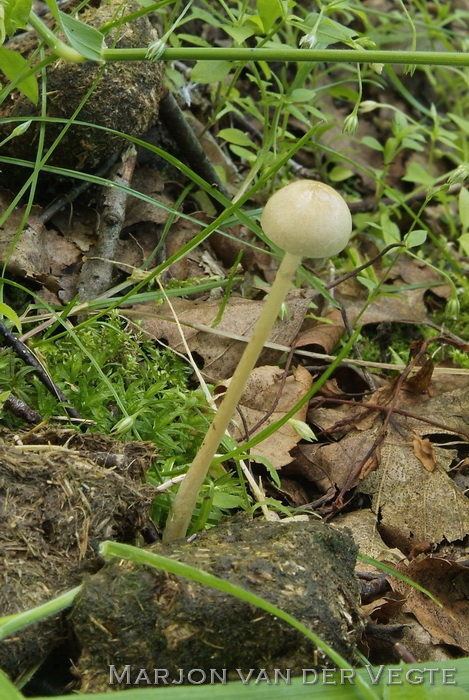 Kleefsteelstropharia - Stropharia semiglobata