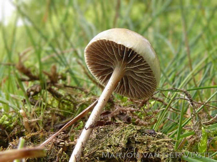 Kleefsteelstropharia - Stropharia semiglobata