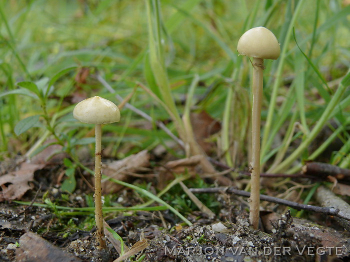 Kleefsteelstropharia - Stropharia semiglobata