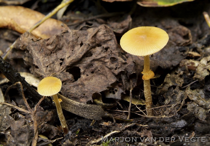 Rimpelig breeksteeltje - Pholiotina rugosa