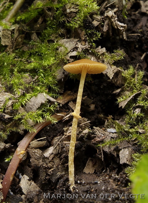 Rimpelig breeksteeltje - Pholiotina rugosa