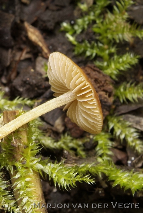 Rimpelig breeksteeltje - Pholiotina rugosa