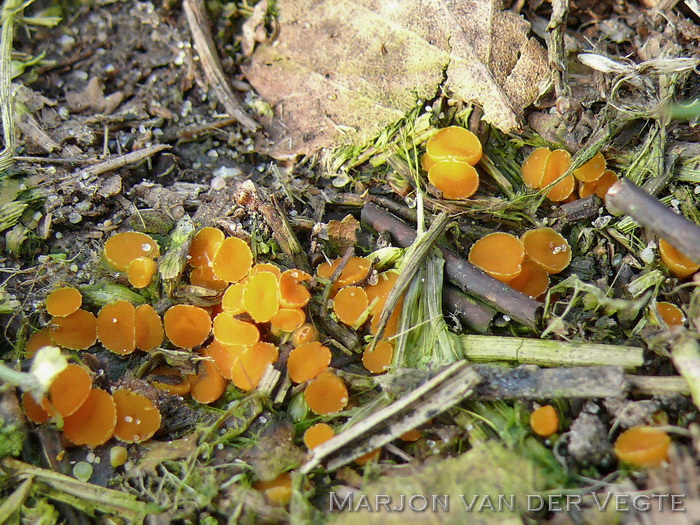 Geel zandbekertje - Kotlabaea deformis