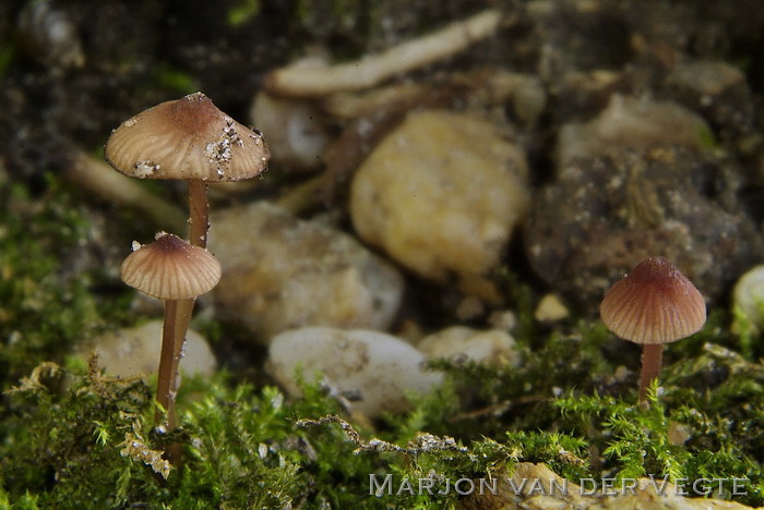 Kleine bloedsteelmycena - Mycena sanguinolenta