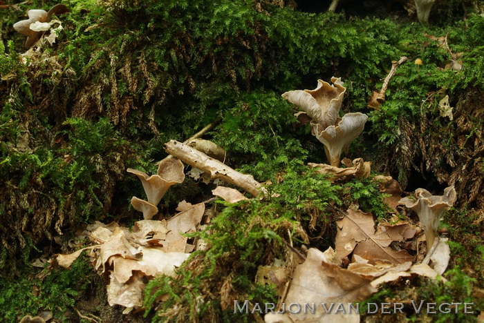 Kleine trompetzwam - Pseudocraterellus undulatus