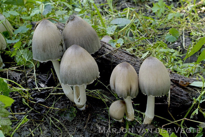 Kleine kale inktzwam - Coprinopsis acuminatus