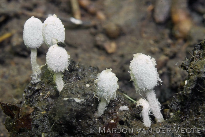 Kleine korrelinktzwam - Coprinopsis stercorea