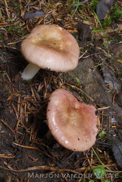 Kleine sparrerussula - Russula nauseosa